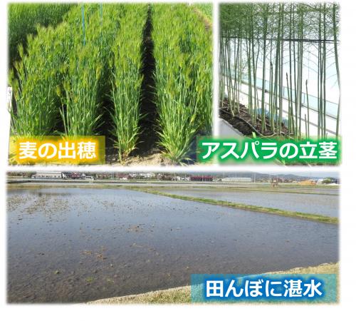 春の圃場の写真