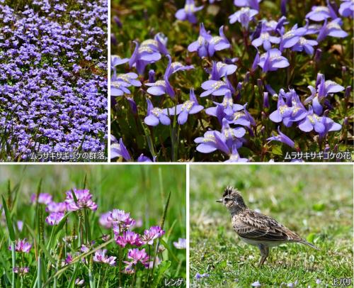 不耕起圃場は花盛りの写真