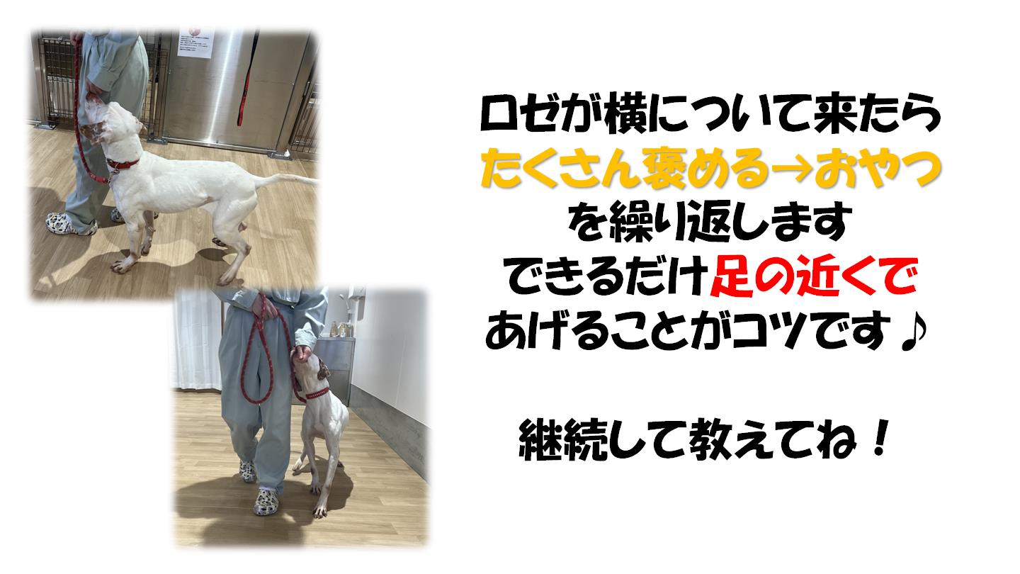 ロゼ４