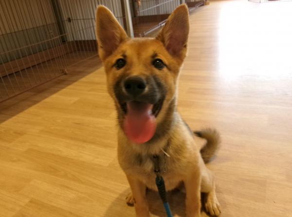 譲渡犬17