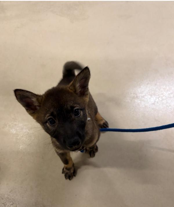 譲渡用犬