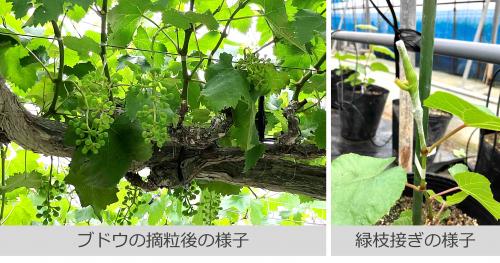 ブドウの栽培管理の様子の写真