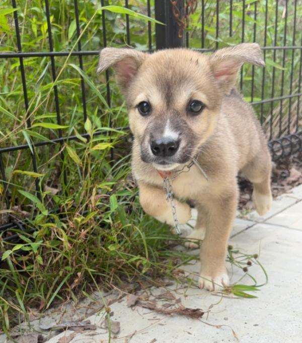 譲渡犬