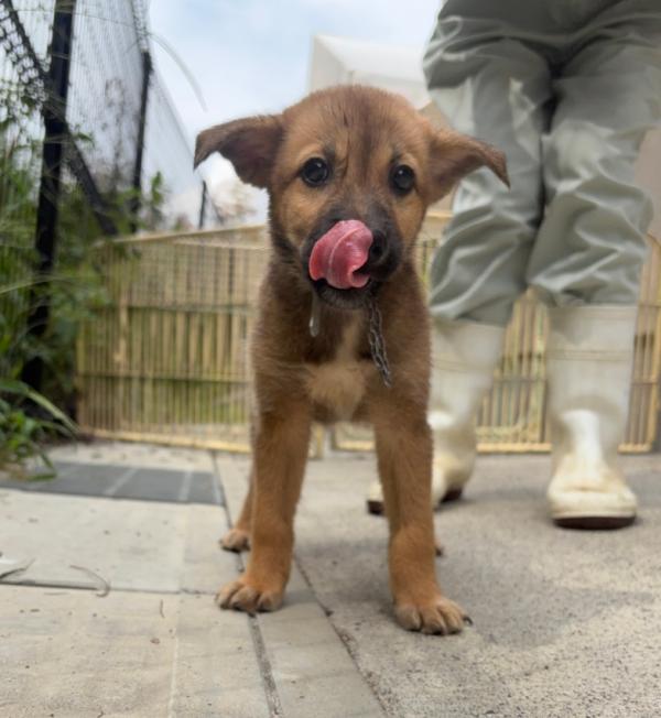 譲渡犬