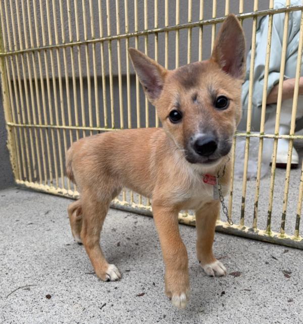 譲渡用犬