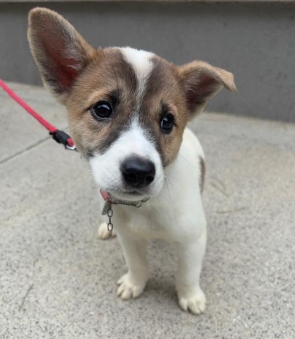 譲渡用犬