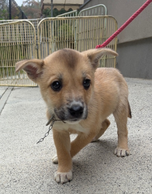譲渡用犬