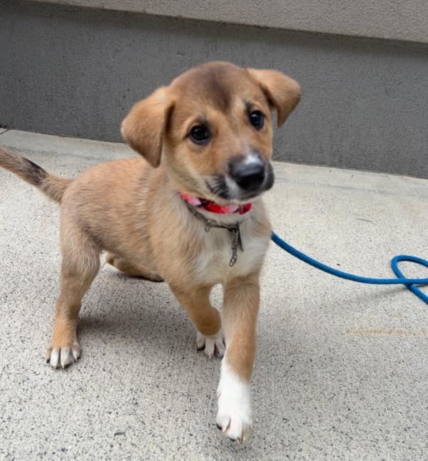 譲渡用犬
