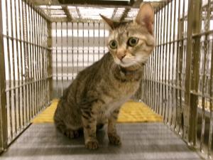 迷い猫　正面