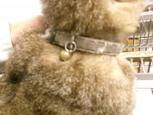 迷い猫　首輪　布製茶色鈴あり