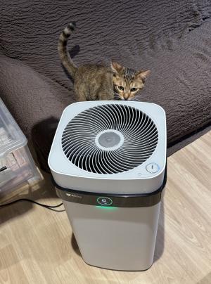 空気清浄機と猫2