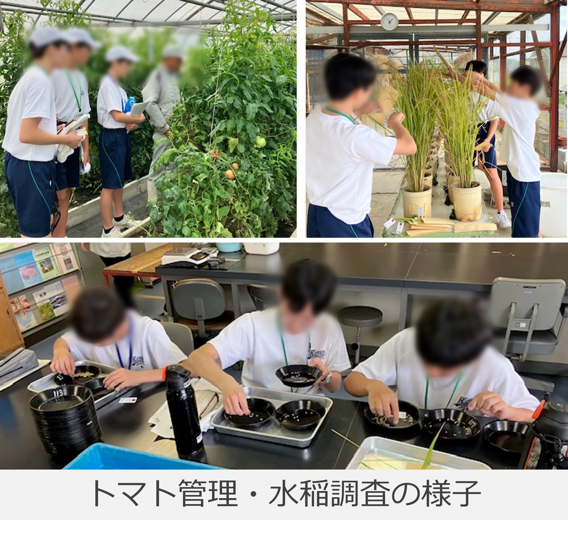 職場体験の様子の写真