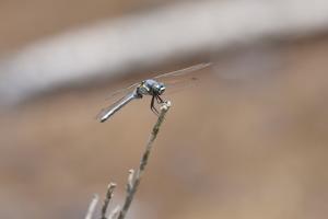 ミヤジマトンボ