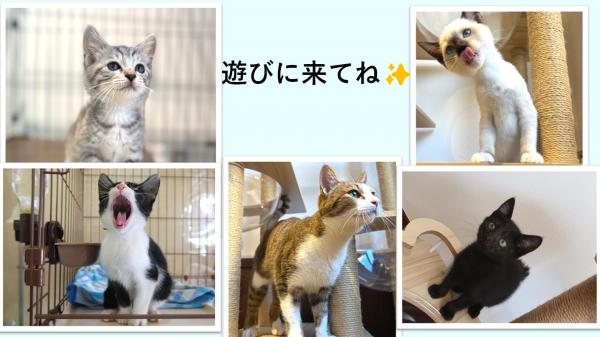 にゃんこセミナー