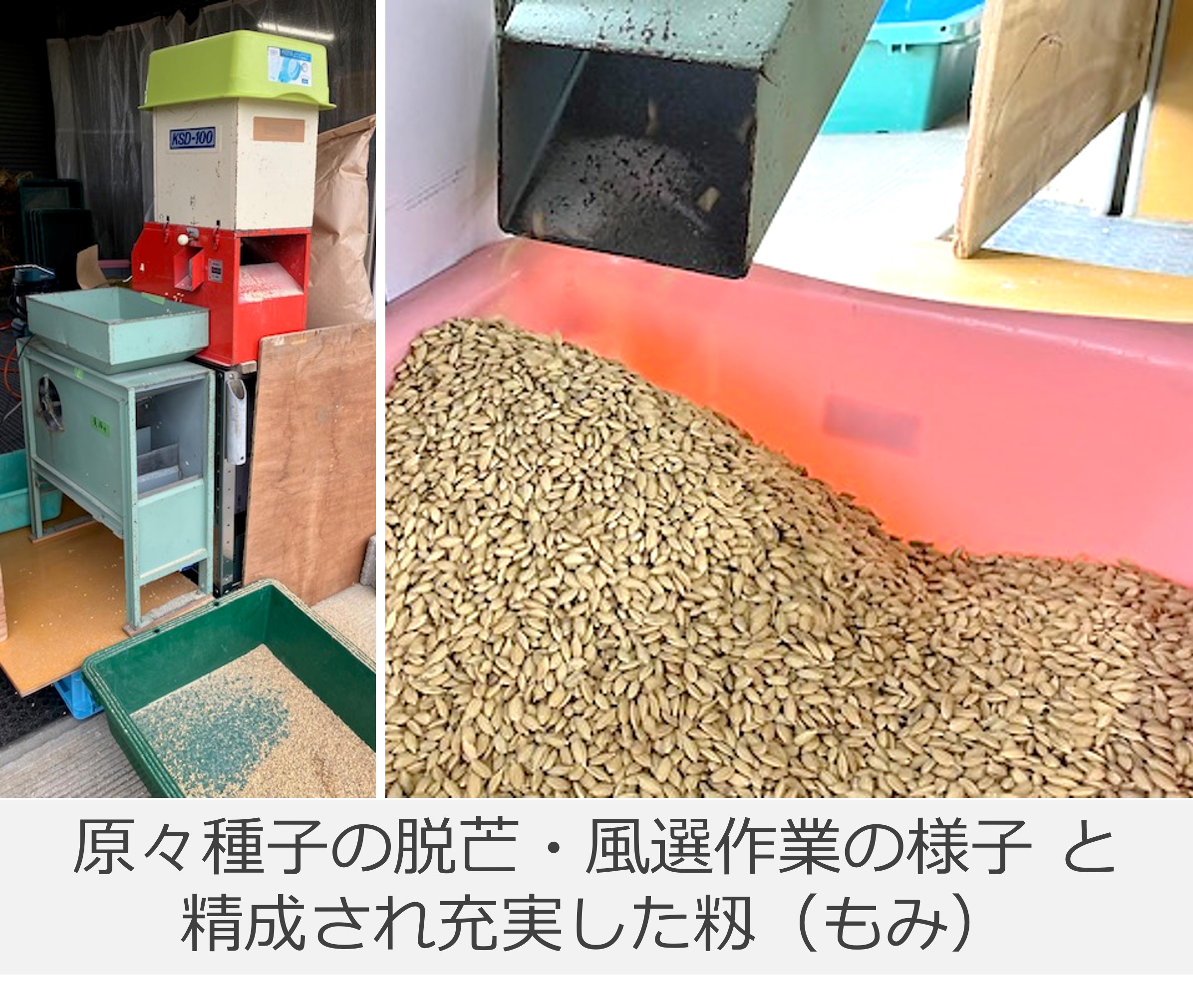 脱芒機と籾の写真