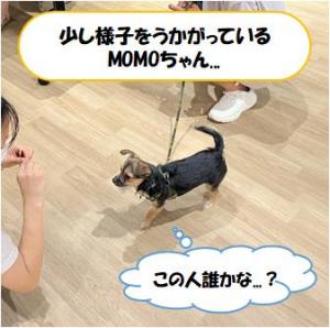 スタッフの様子をうかがっているMOMOちゃん