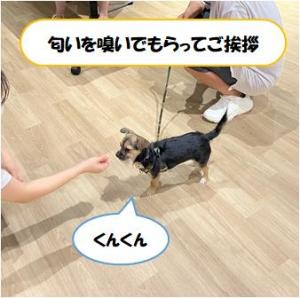 手のにおいを嗅いでもらい挨拶している様子