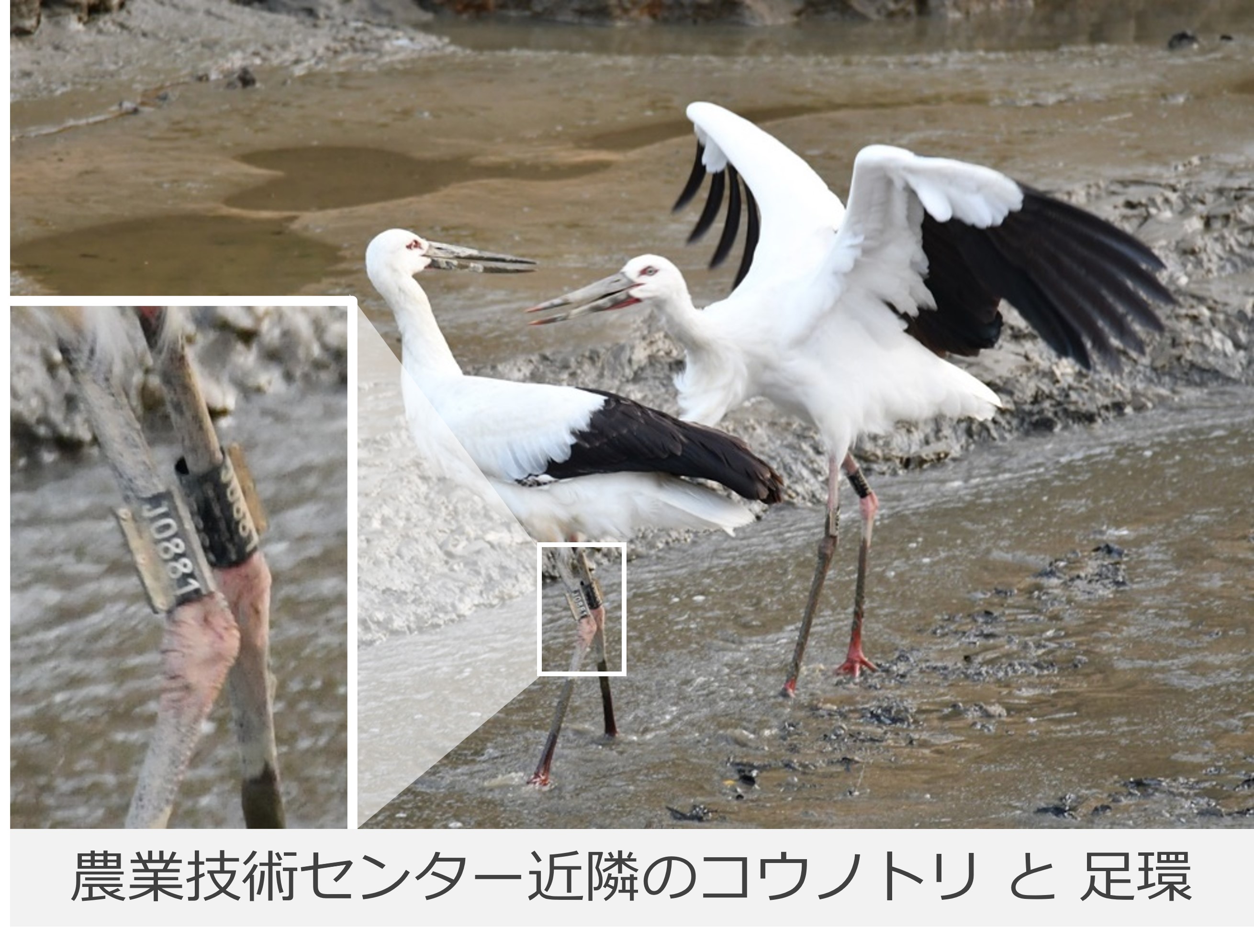 コウノトリの写真