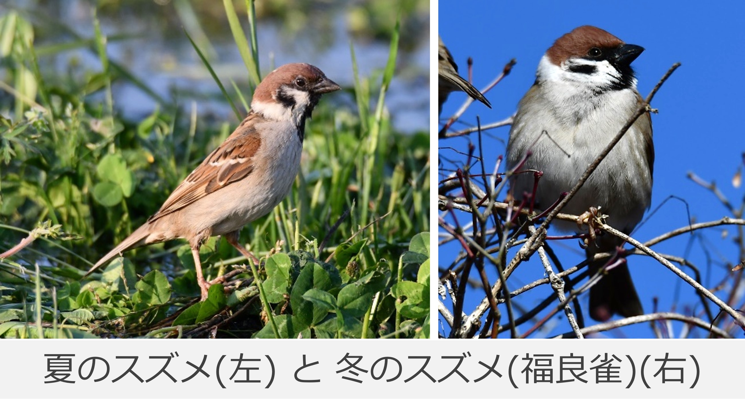 ふくら雀の写真