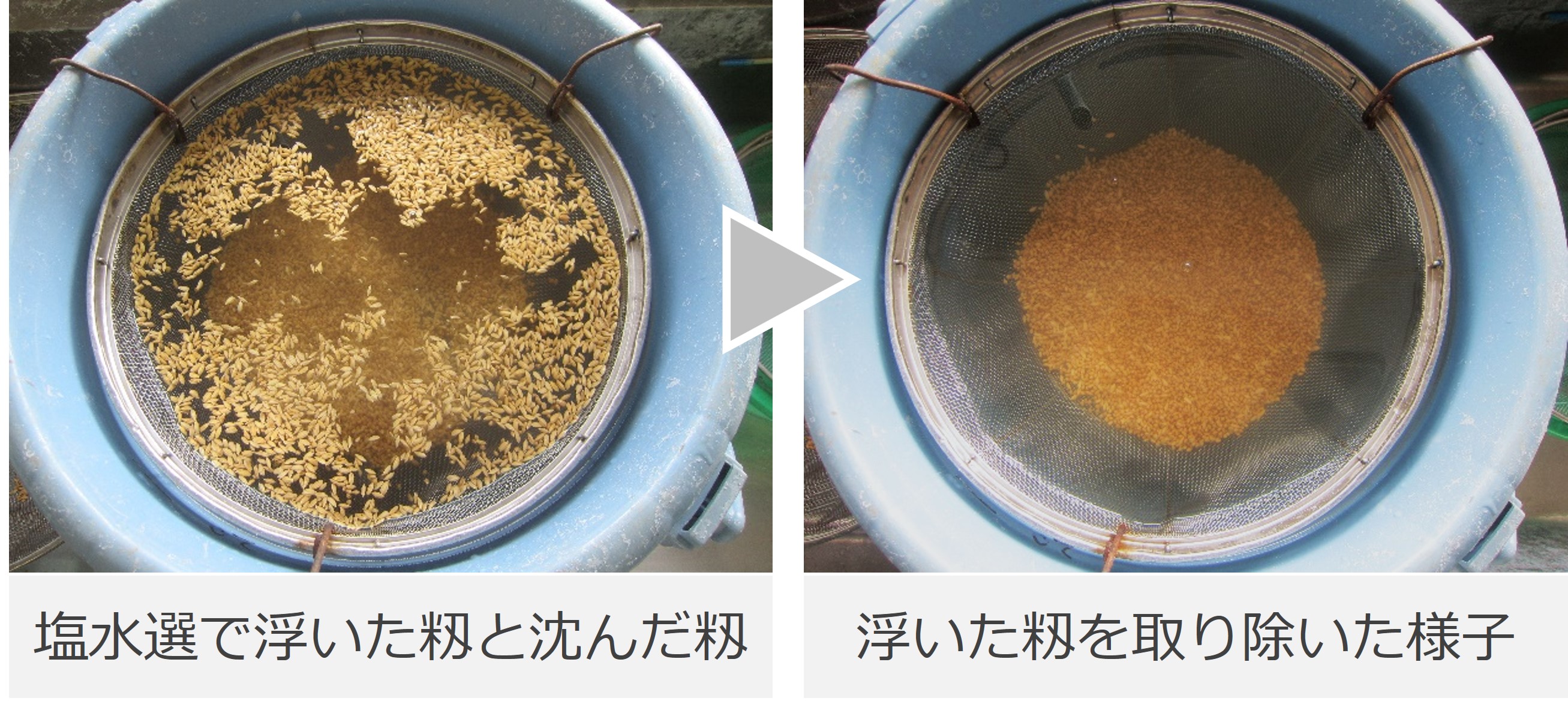 塩水選の様子の写真
