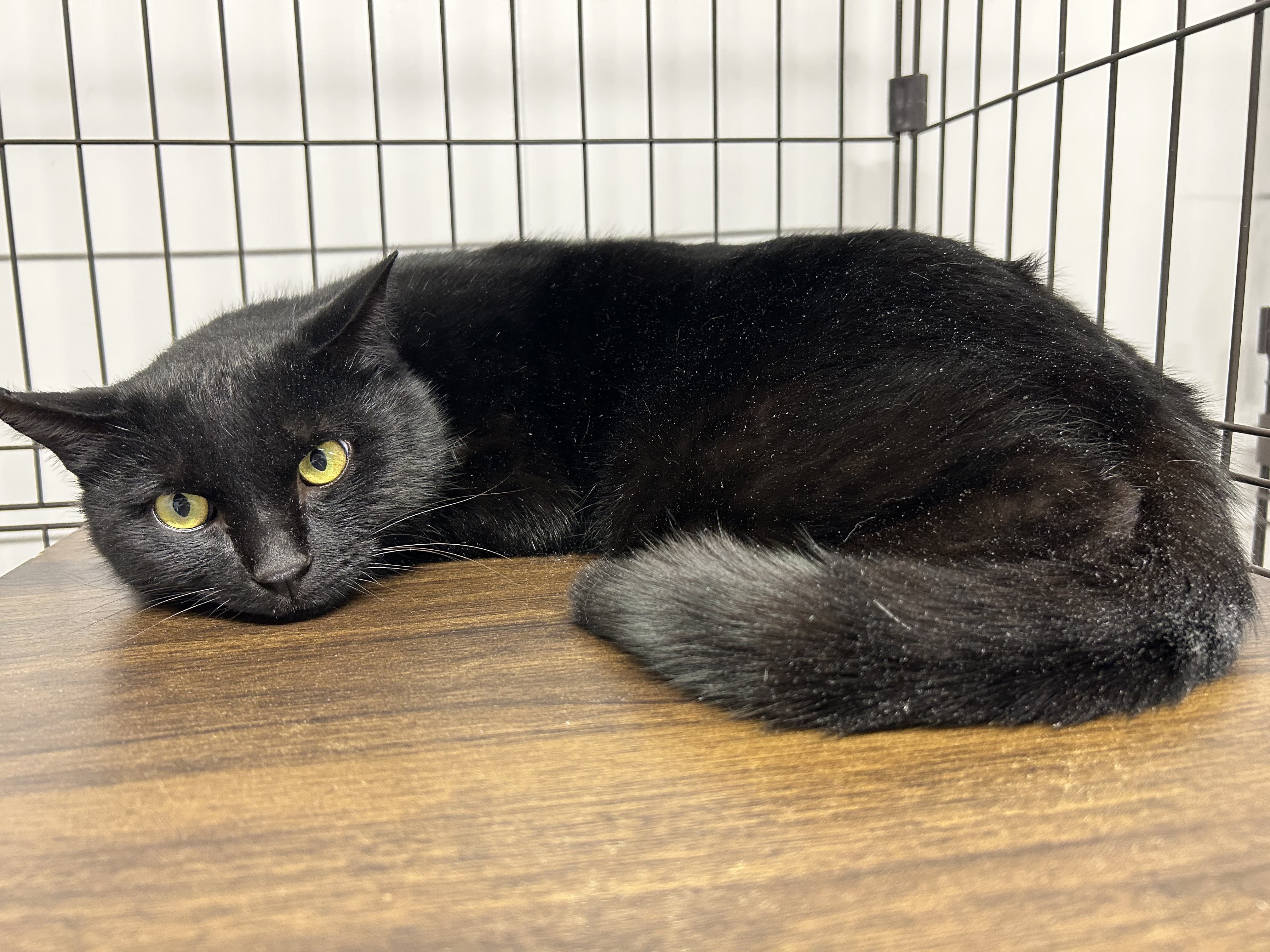 管理番号：1HN20250243