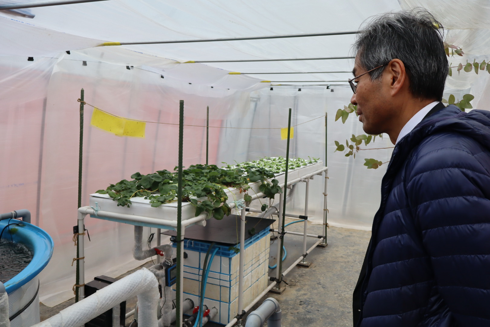 アクアポニックスを見学する河田委員