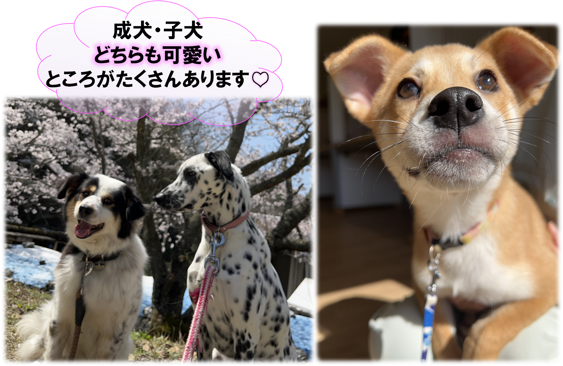 成犬子犬どちらも可愛い