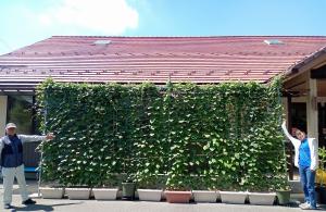 津久志自治センターのグリーンカーテン