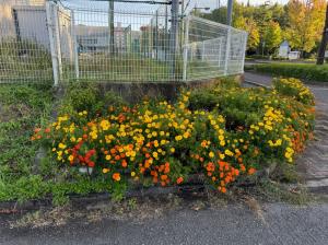 マリーゴールド