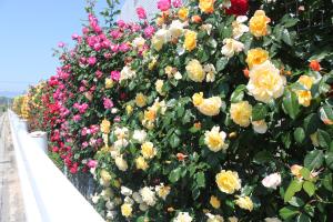 フェンスに広がる色とりどりのバラ