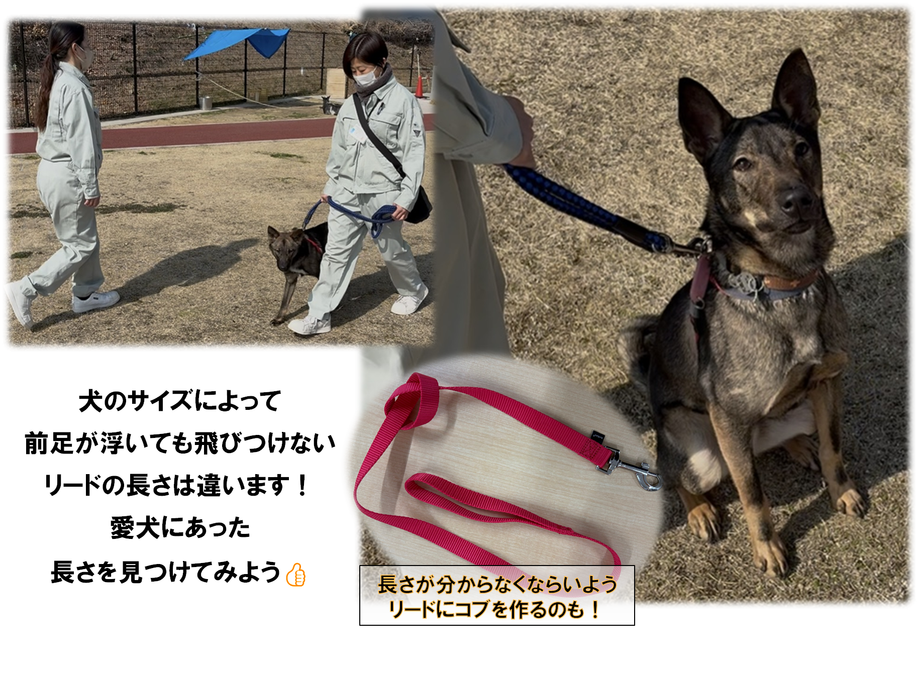 リードのマナー1