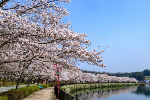 上野公園桜２