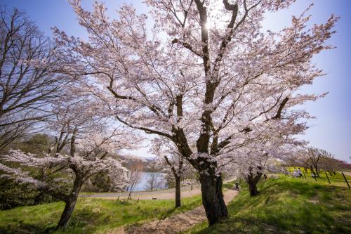 備北丘陵公園さくら