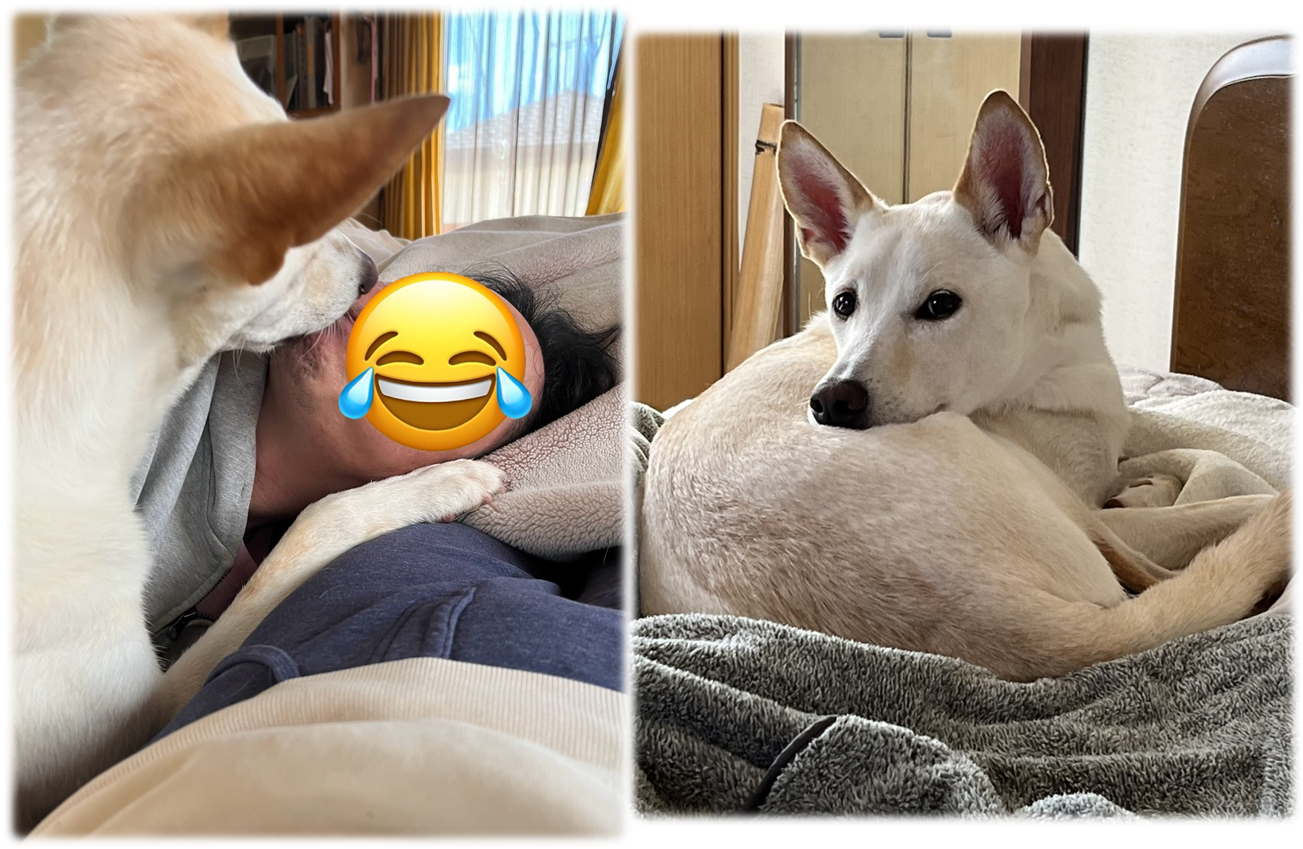 しらたま