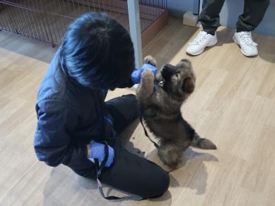 犬のお世話
