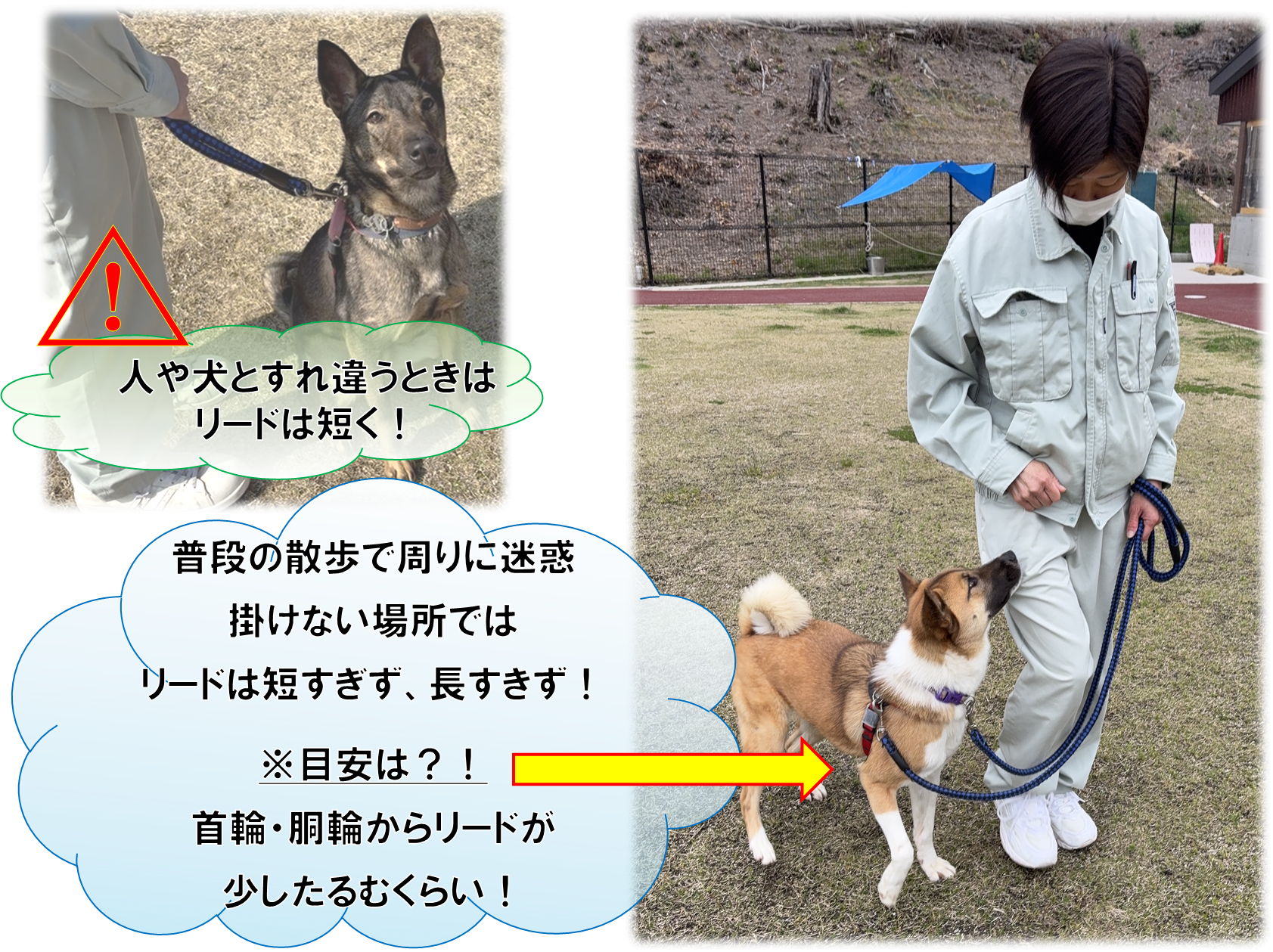 リードの長さ