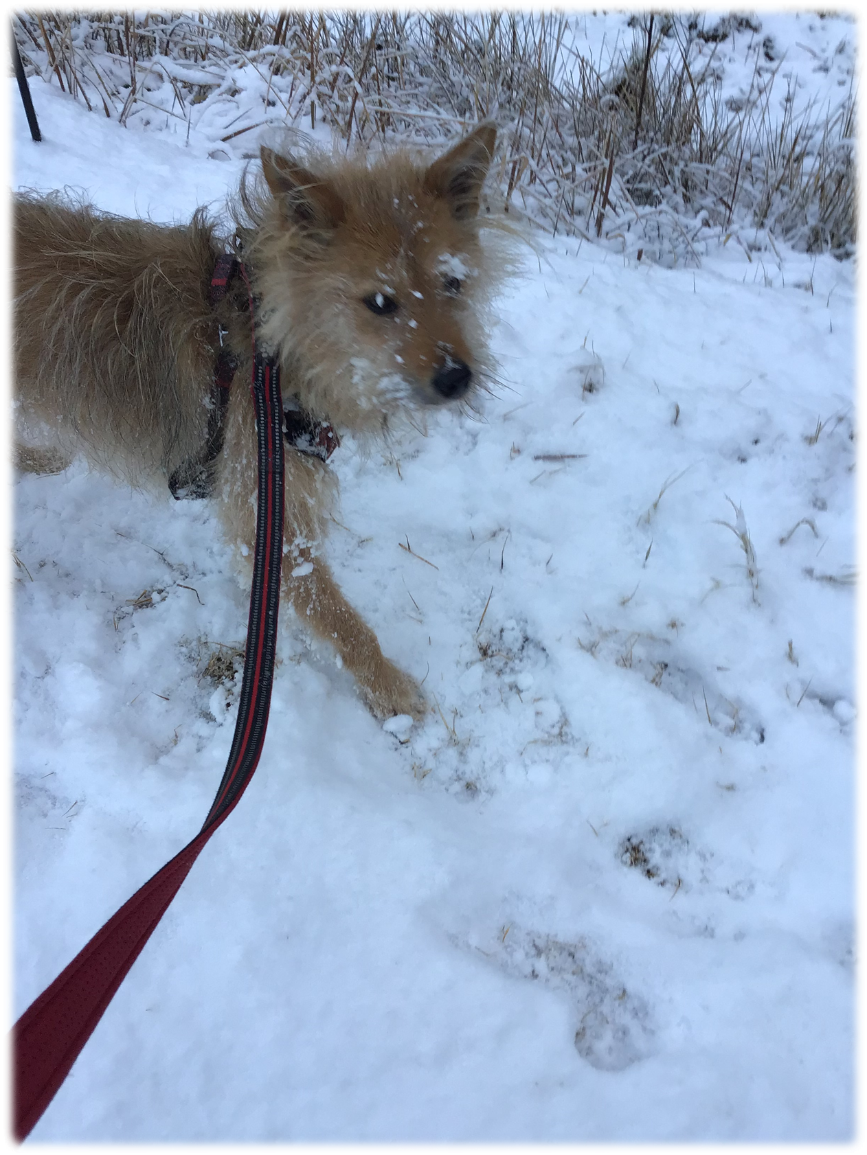 テリ雪の写真