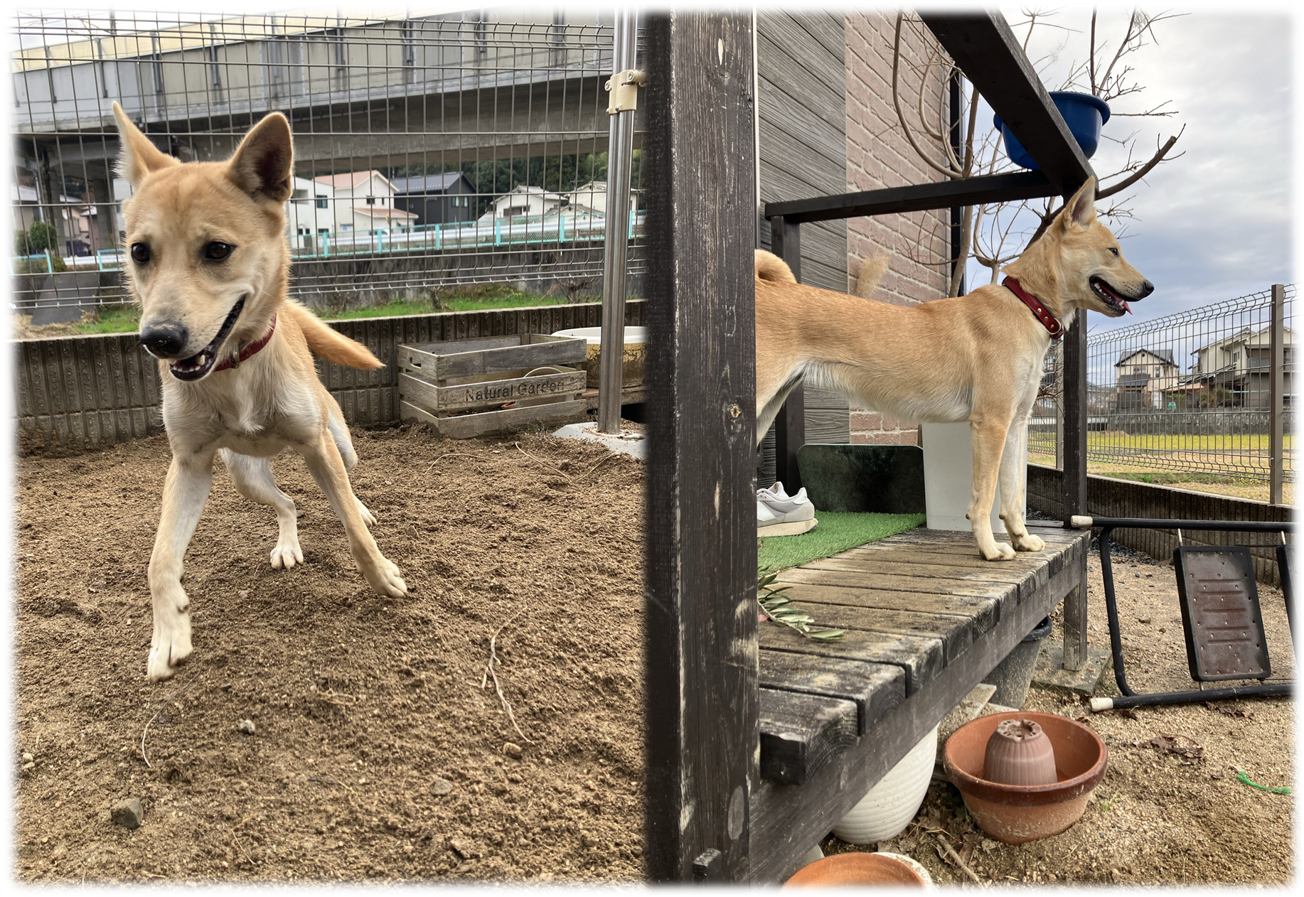 きなこ写真