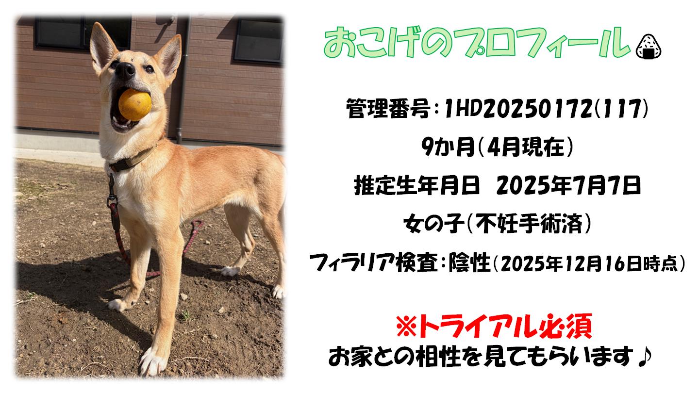 おこげ