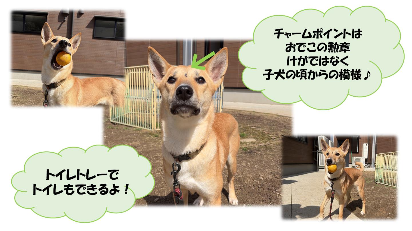 おこげ３