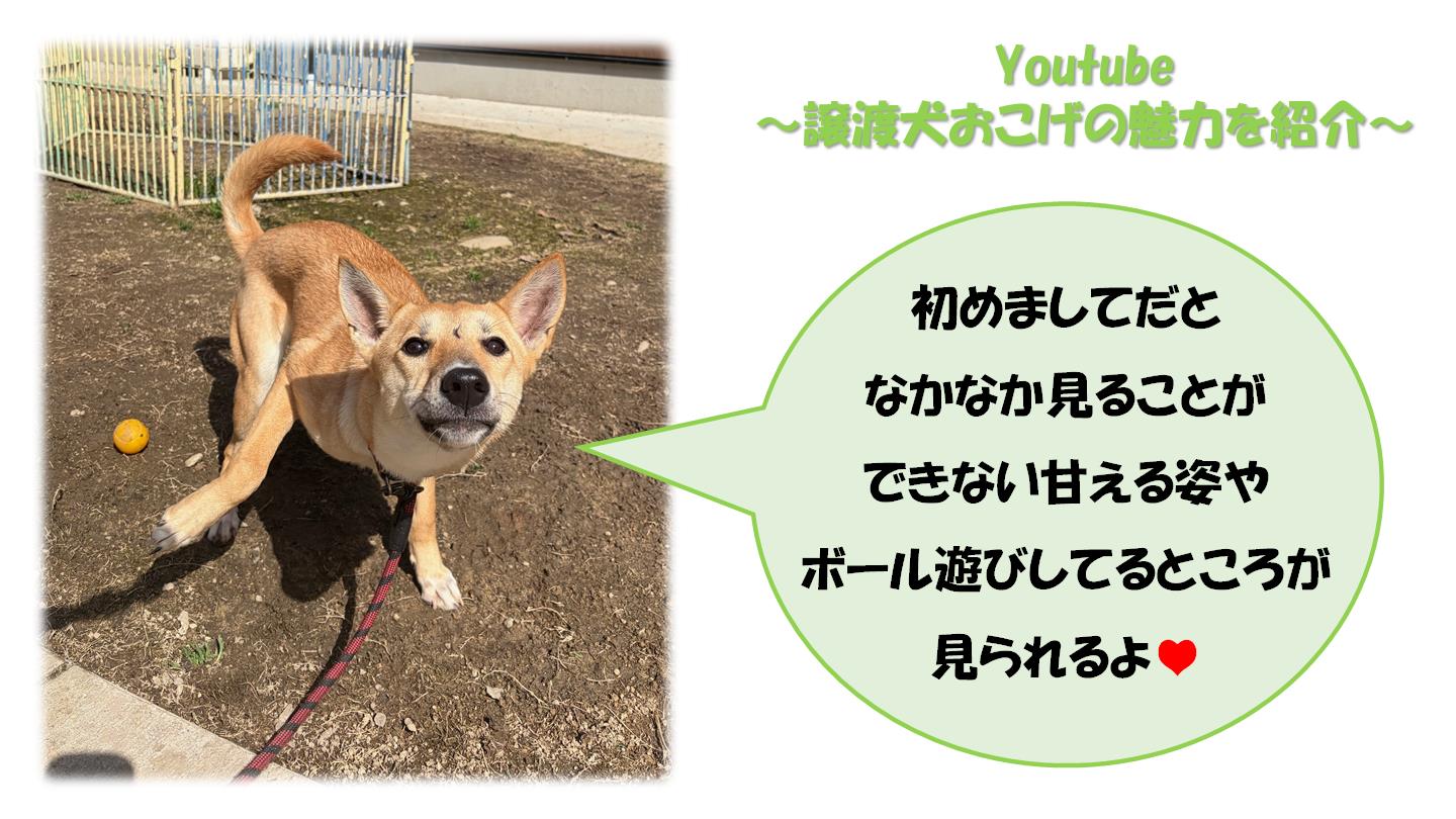 おこげ４