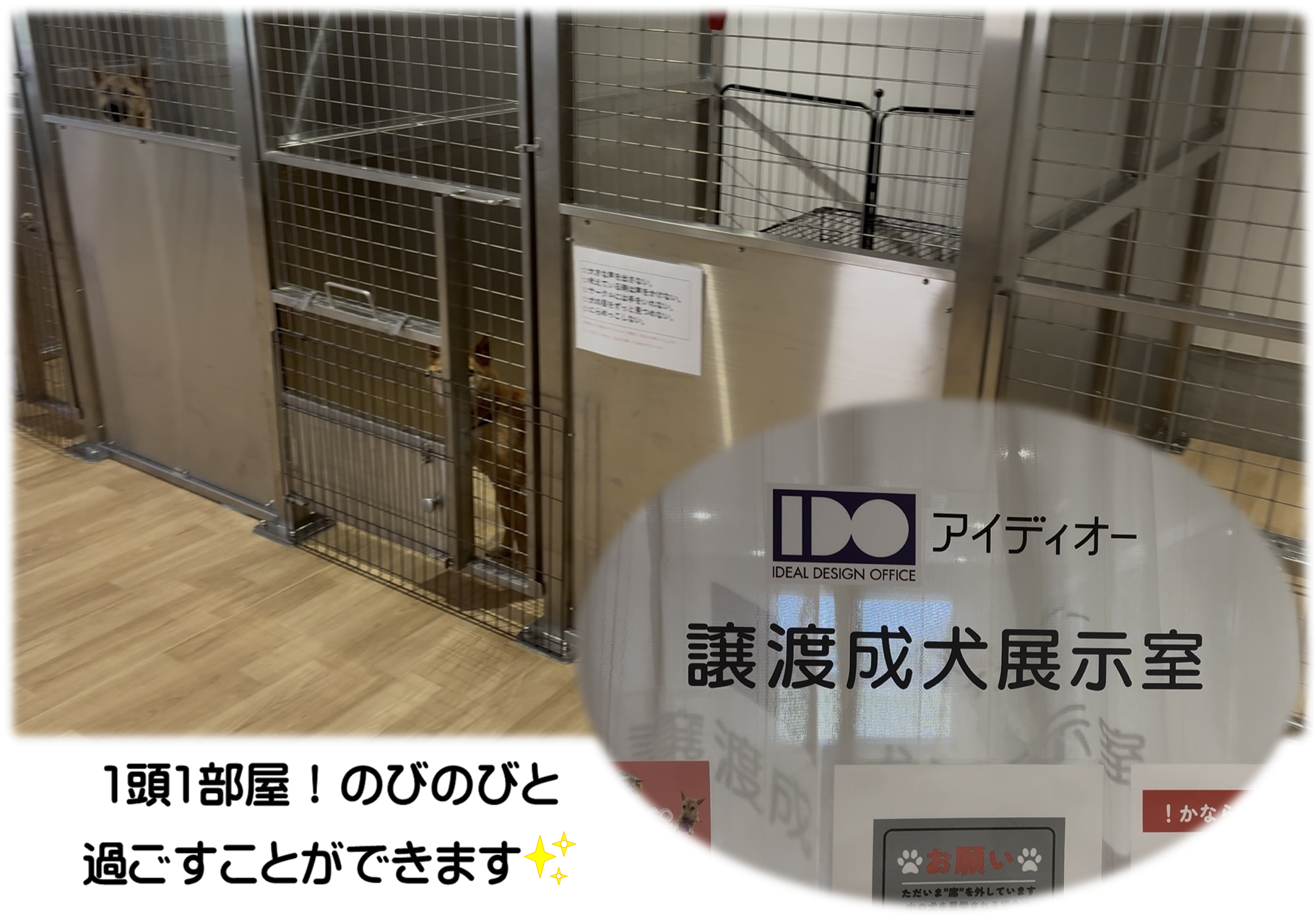 成犬展示室