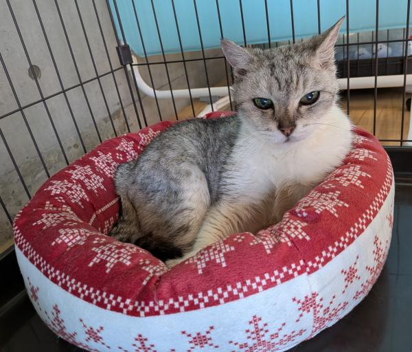 譲渡成猫105番