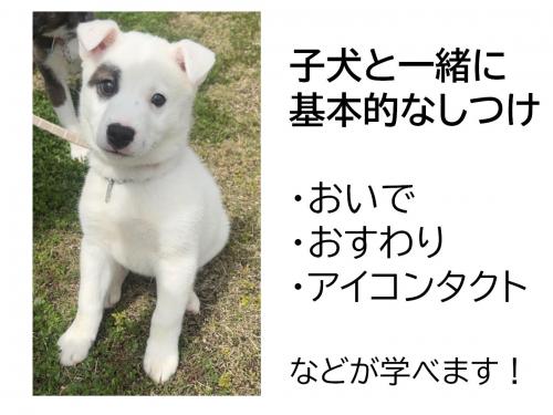 しつけ