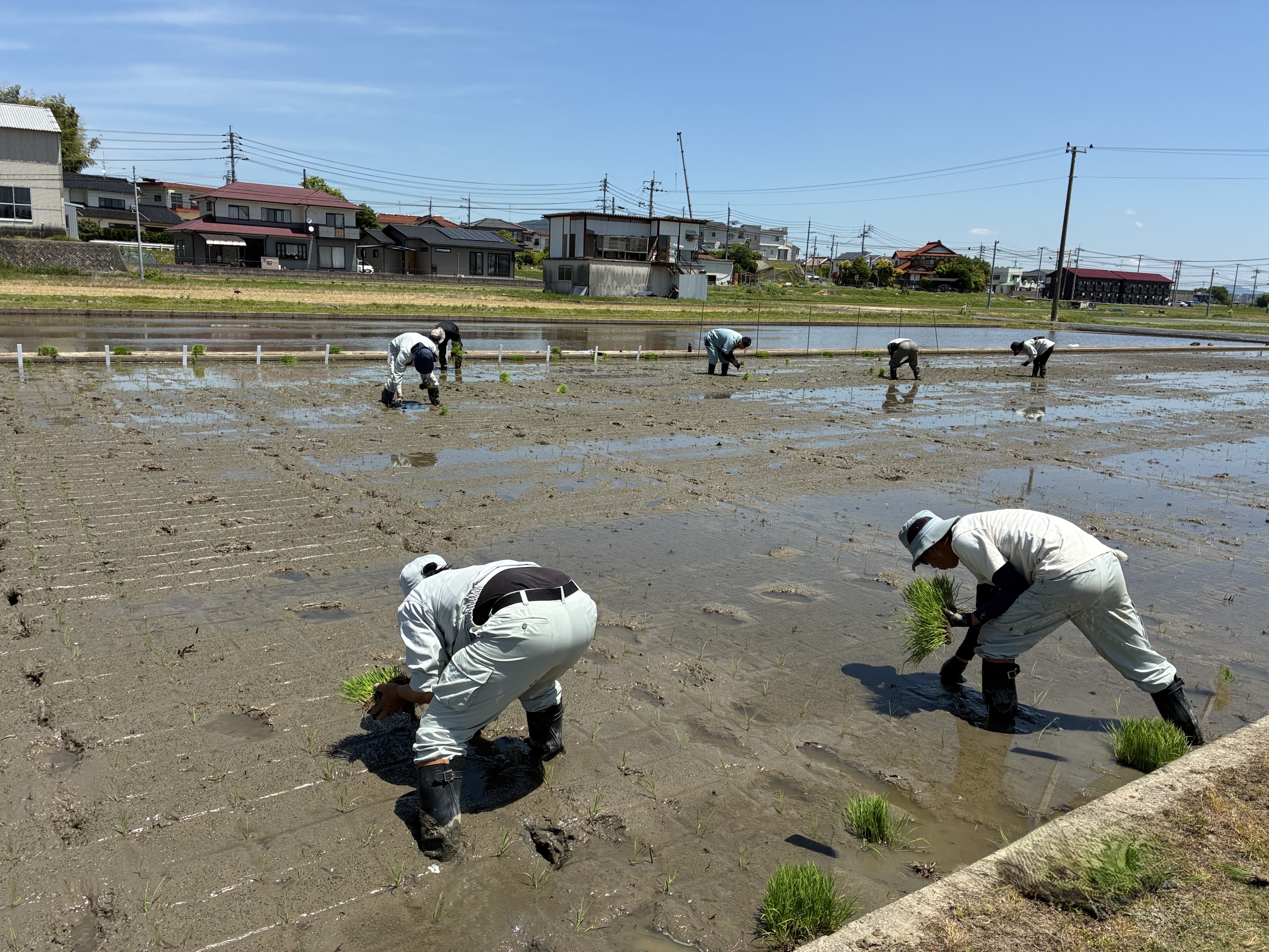 田植えの様子