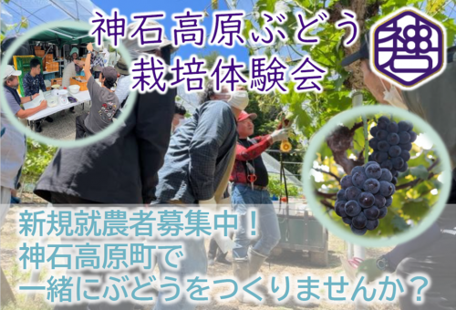 ぶどう栽培体験会