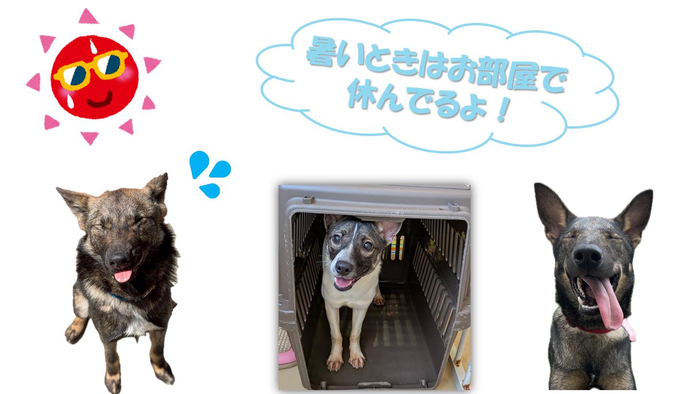 お散歩体験４