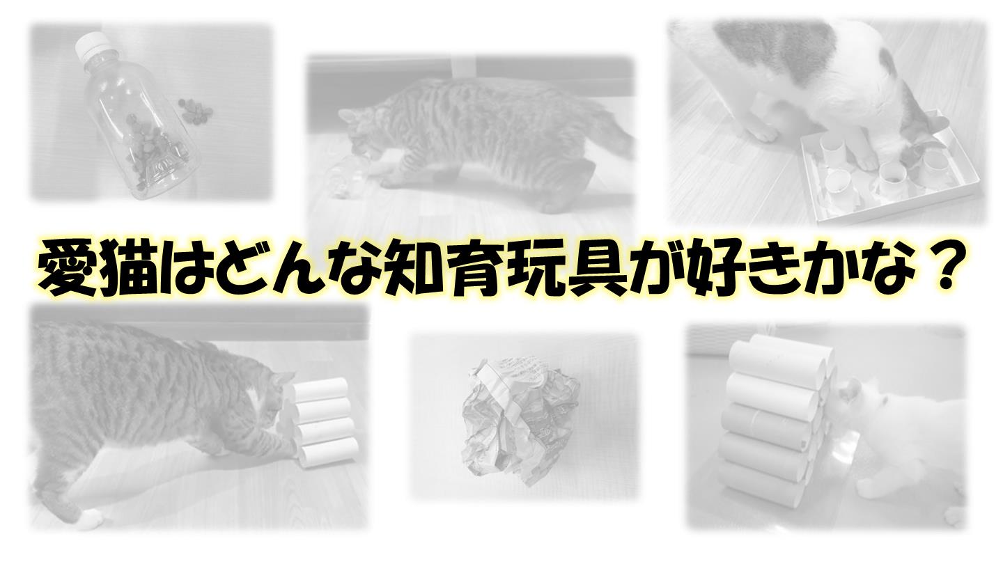 知育玩具3