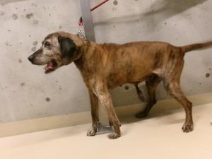迷い犬１