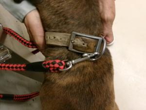 迷い犬２